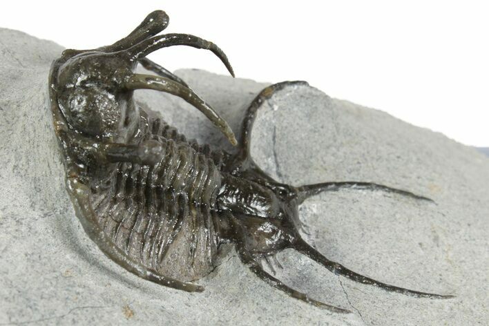 Spiny Ceratarges Trilobite - Zireg, Morocco #350522
